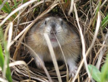 Collared Lemming Explore the Ice Age Midwest